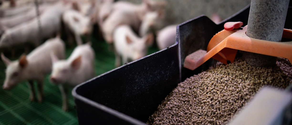swine feed