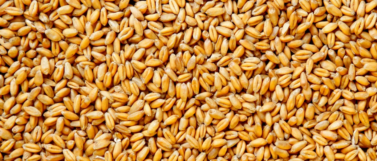 corn