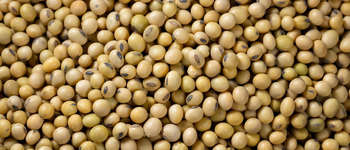 soybeans