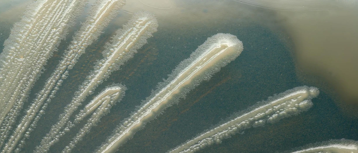 microscope microbial