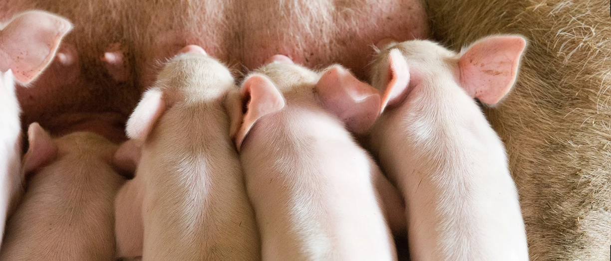 piglets feeding