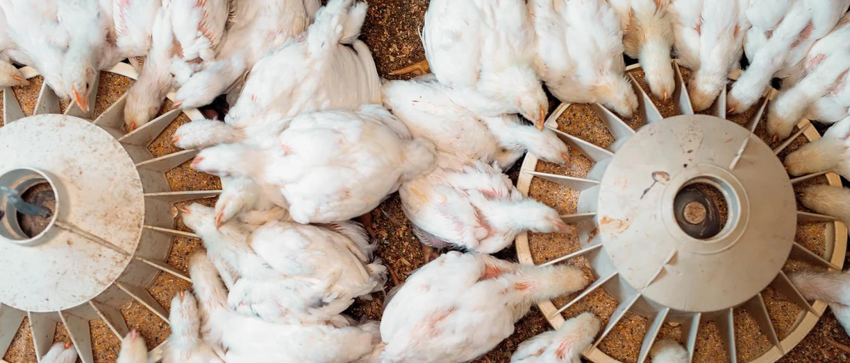 poultry eating