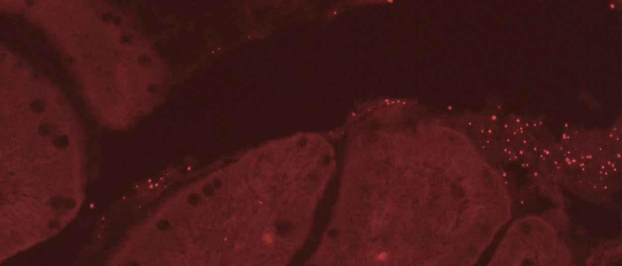 intestine microscope