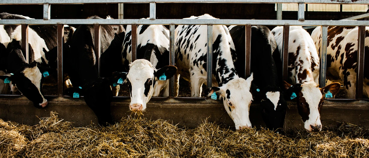 cows feeding