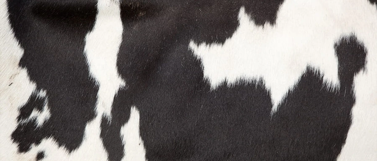 Skin of a cow