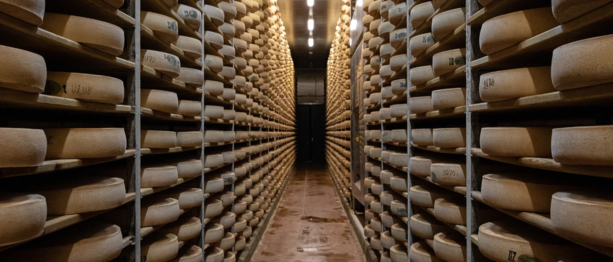 Cave de comté with wheels of comté cheese ripening on shelves stacked to the ceiling 