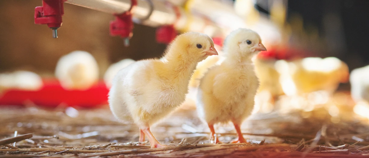 chicks