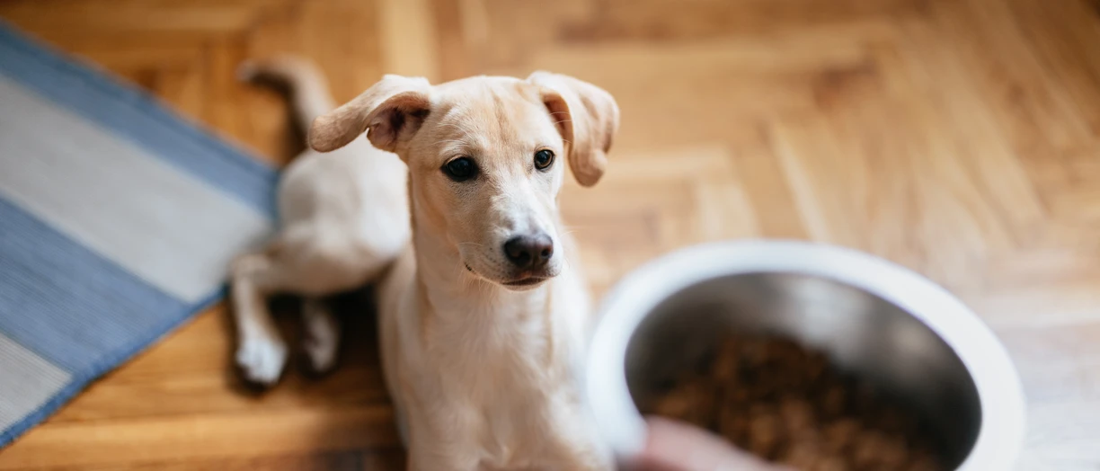 Close Up Photo Of Woman Hands Holding Bowl Of Granules For Her Dog