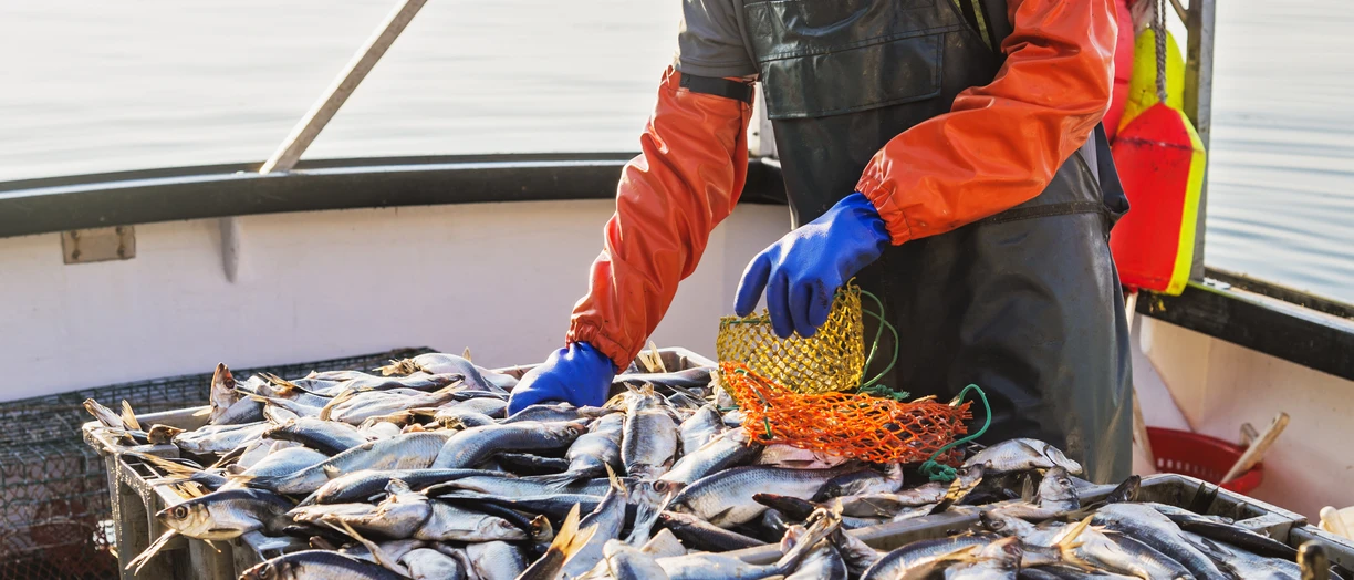 Fisherman packing fish