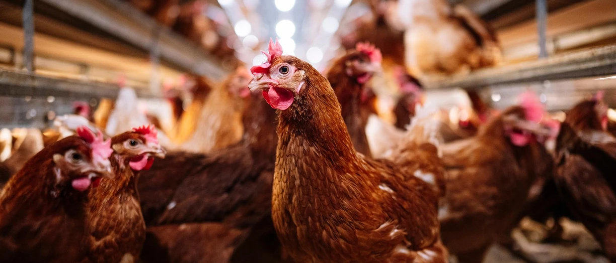 Indoor farm of hens that lay eggs