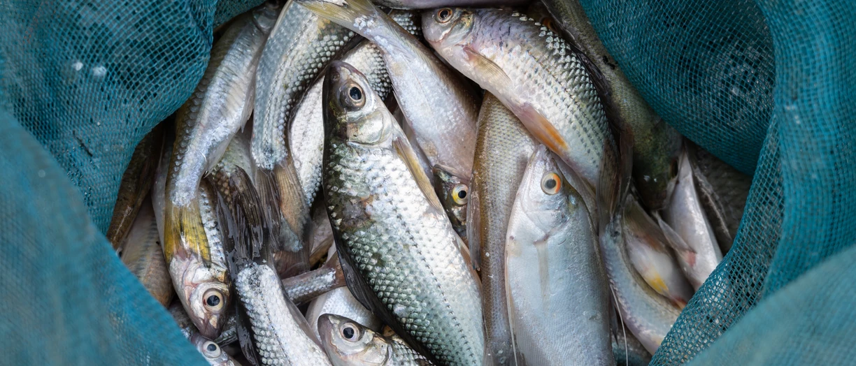 a bag full of fishes