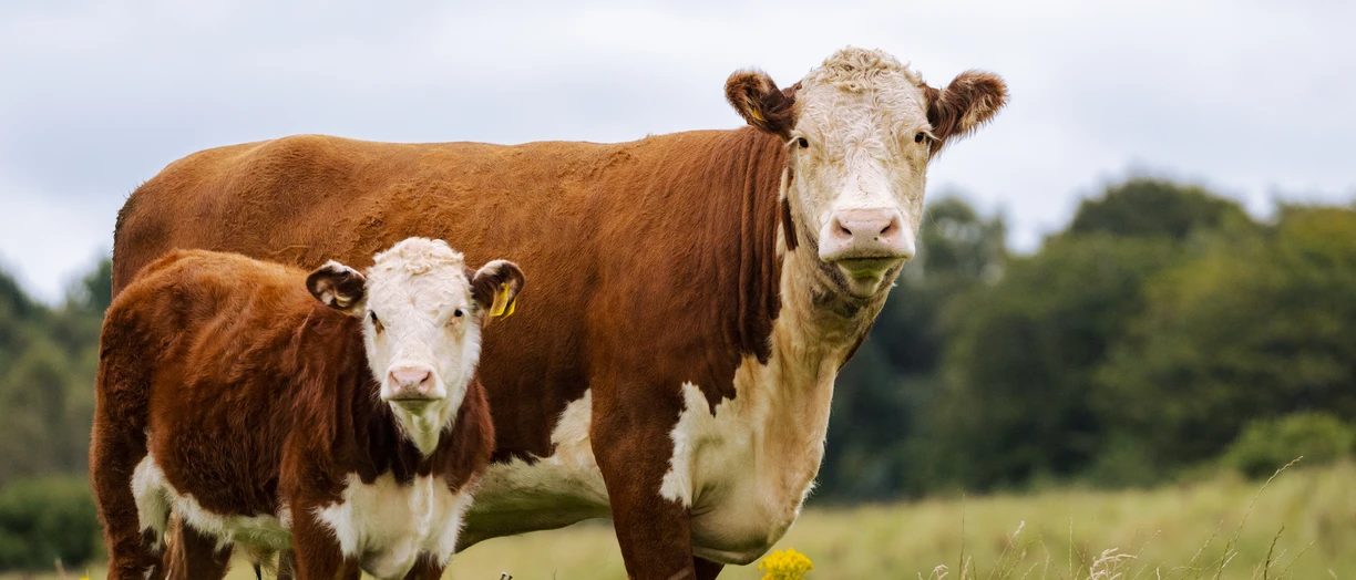 cow