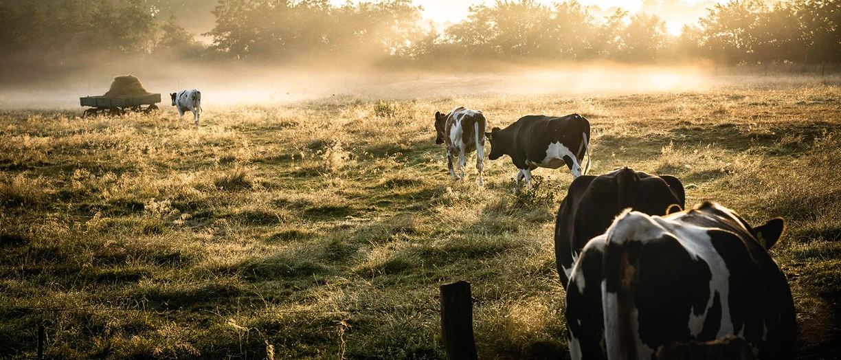 Cows in a field during sunrise with mist and trees in the background