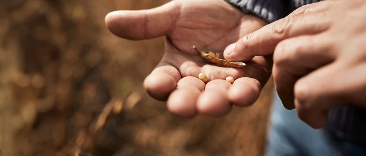 soy in hands