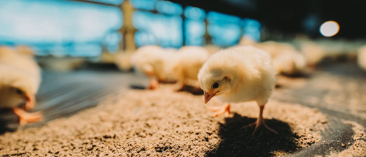 Chickens