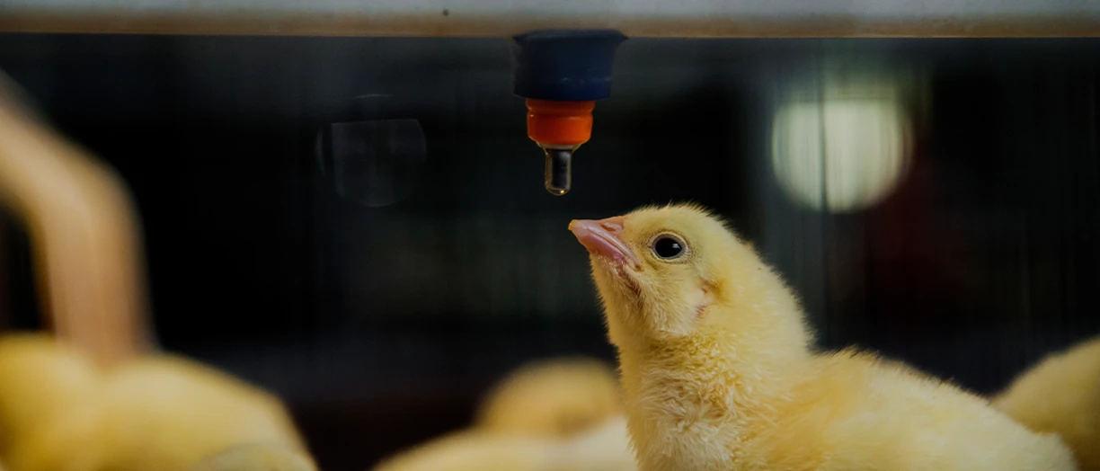 small chickens in farm close up