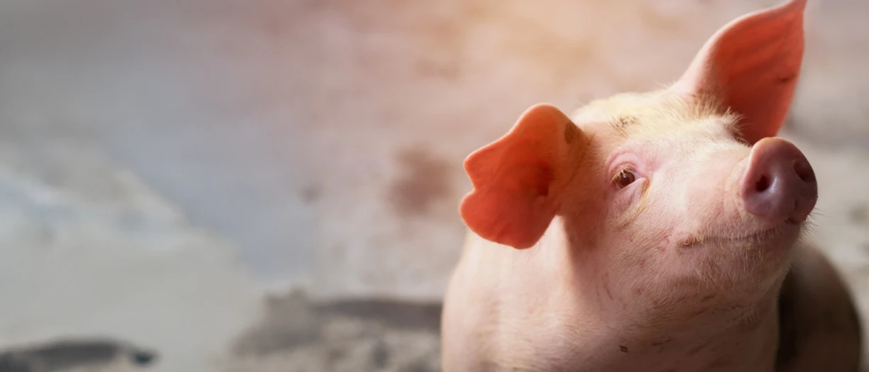 pig