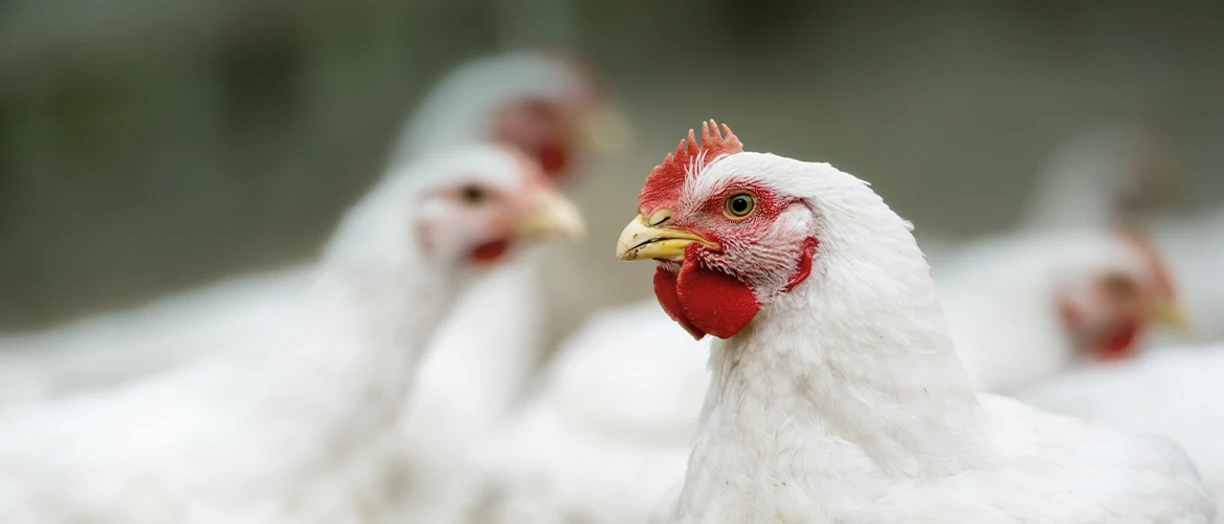 chicken close up