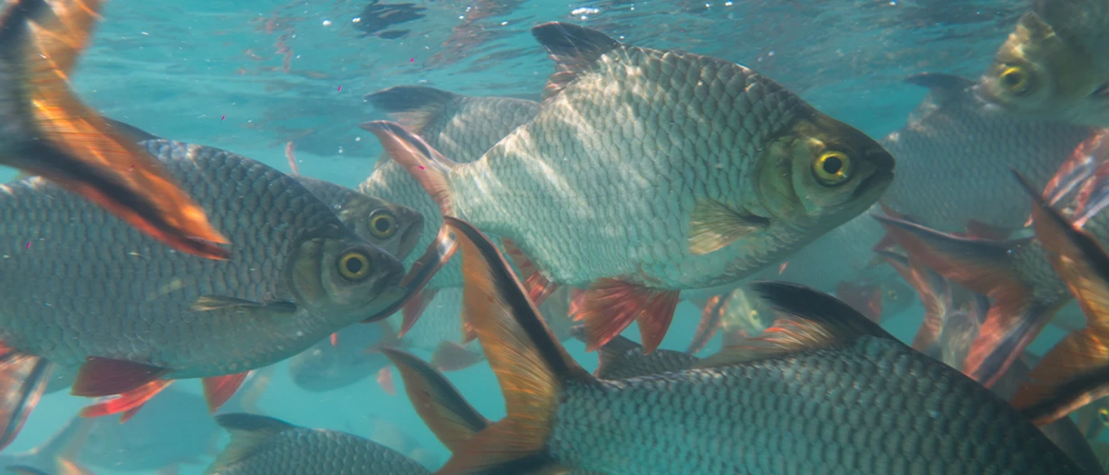 fish swimming in the sea