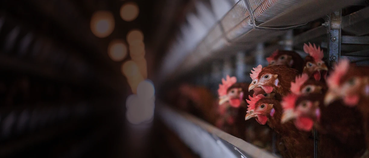 close up of chickens in farm