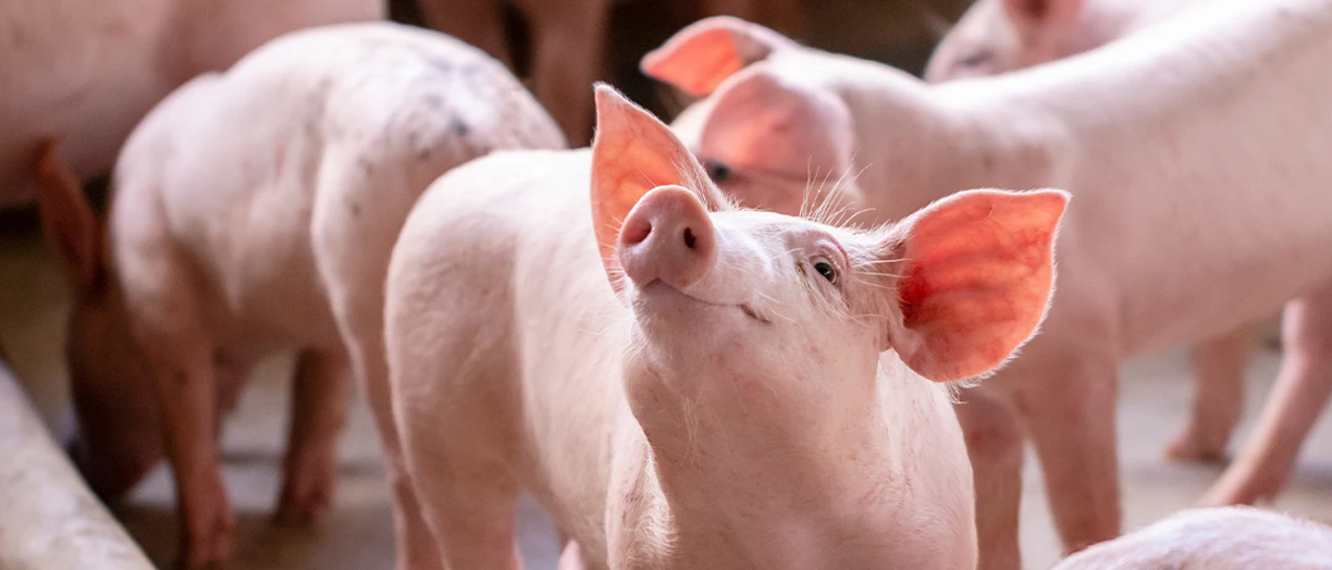piglets in the farm