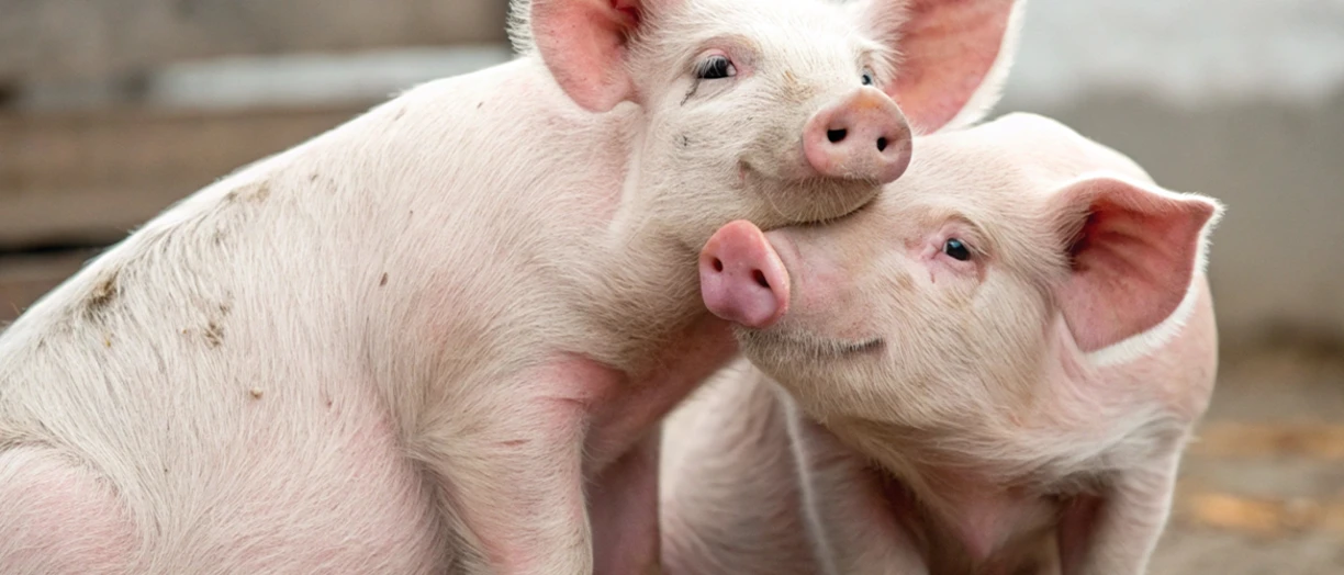 2 pigs playing together
