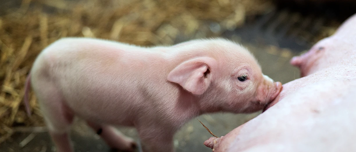 piglet being fed by female pig