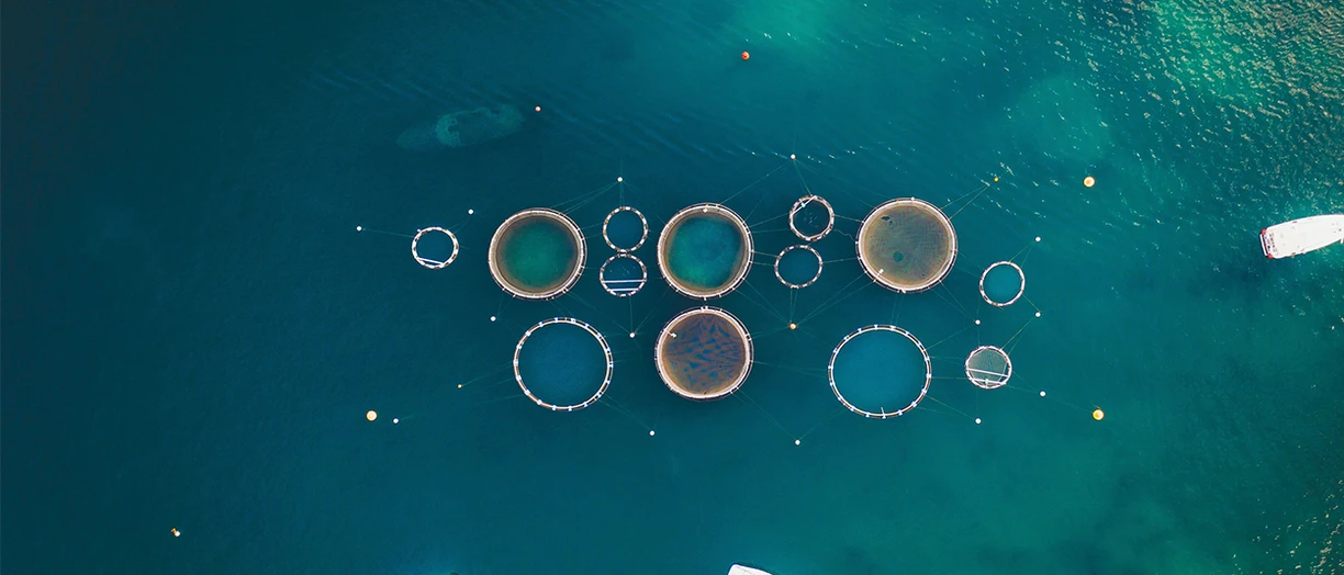 fishing pond in aquaculture
