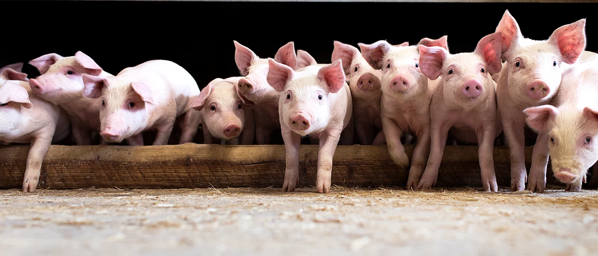 piglets in the farm