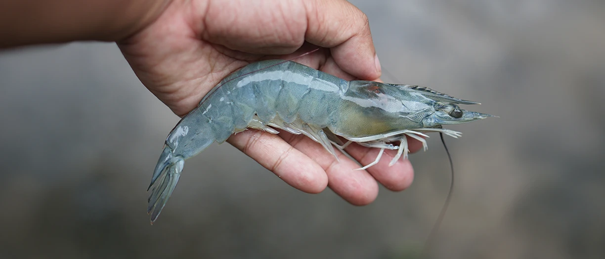 hand holding shrimp