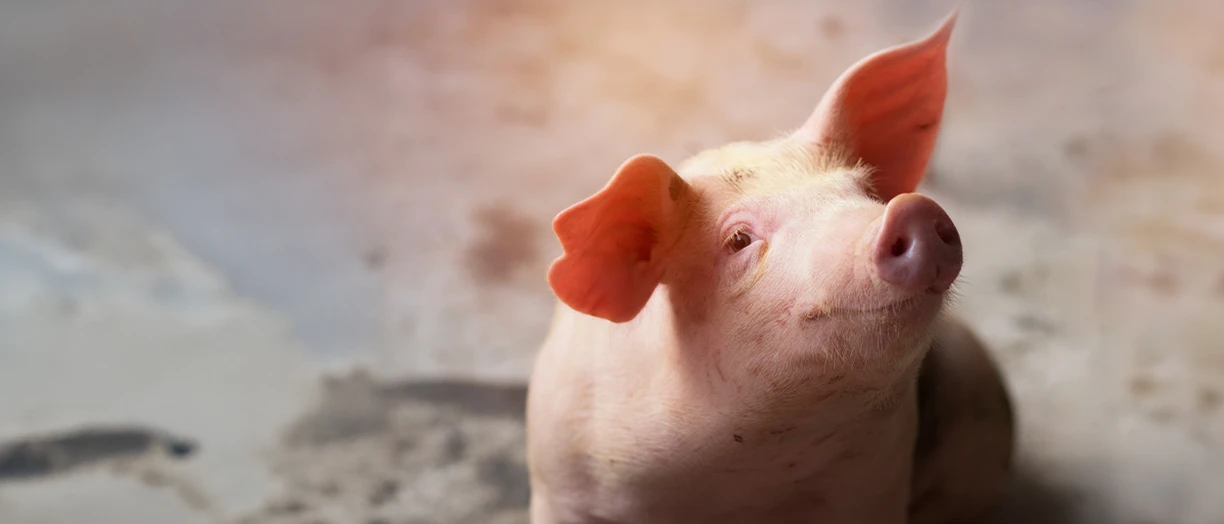 piglet in the farm