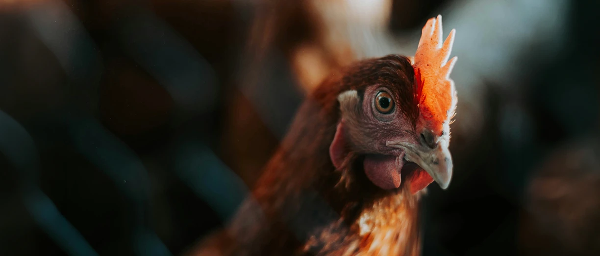 rooster in the farm