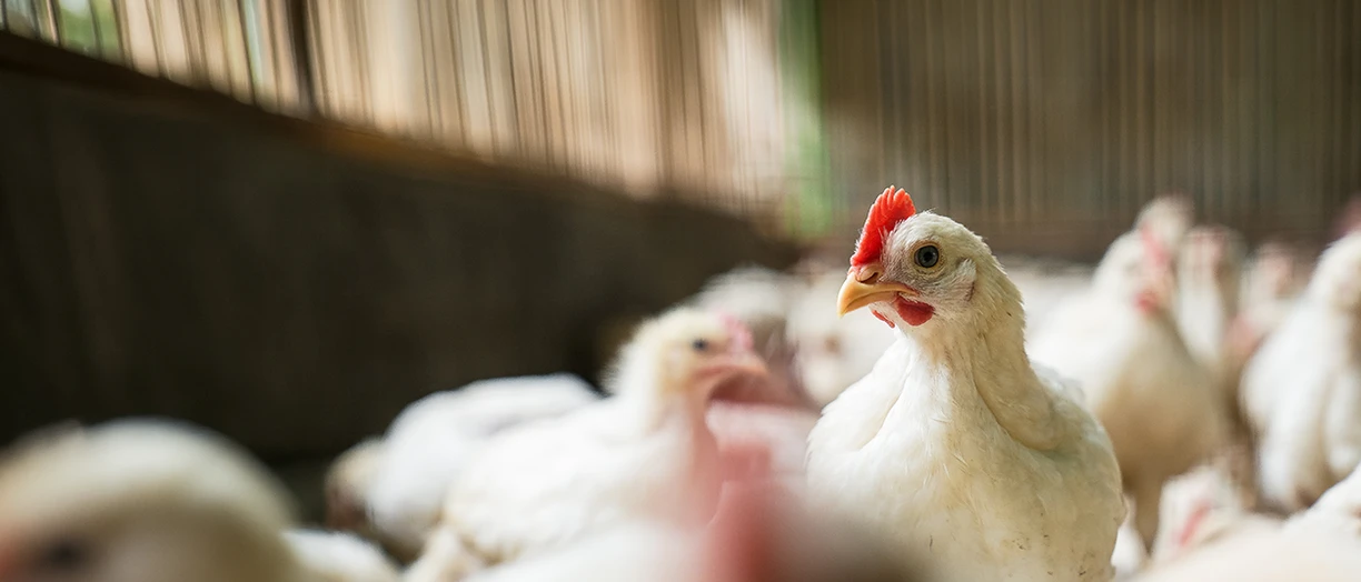 chicken in the farm