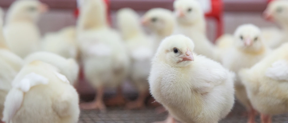 chicken in the farm