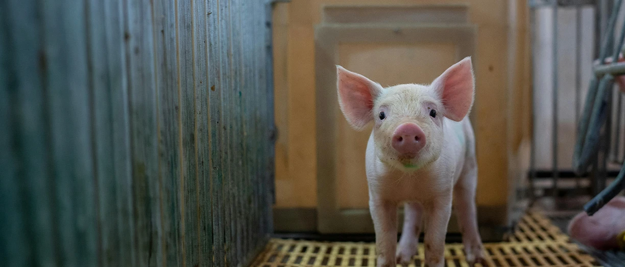 pig walking out from the farm