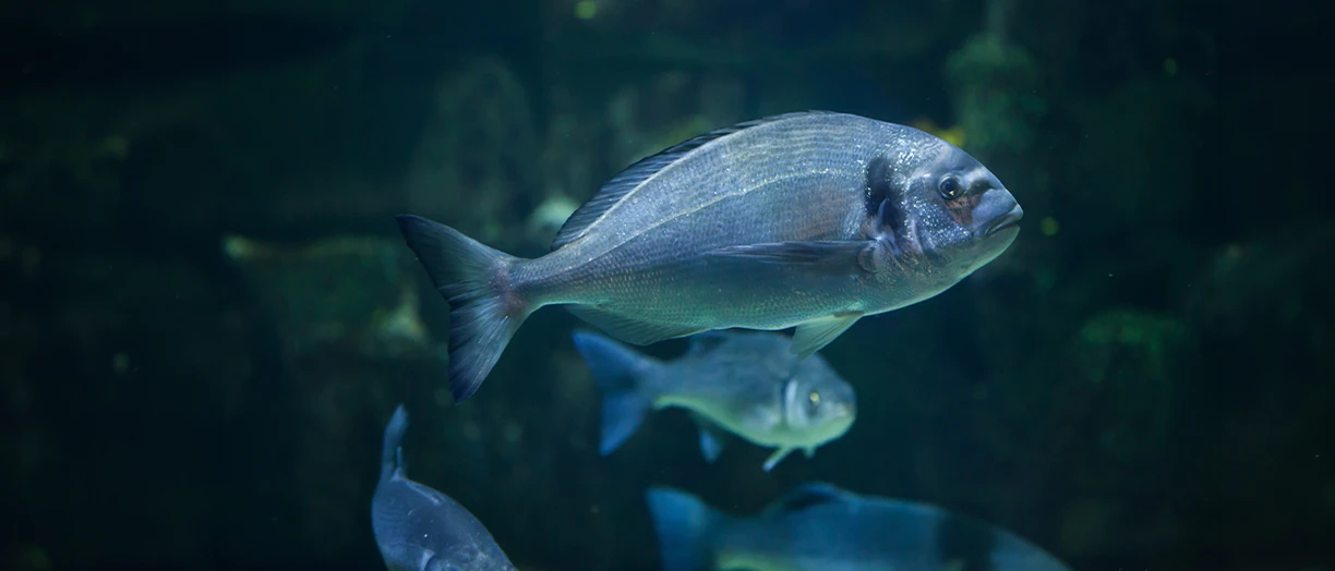 fishes swimming