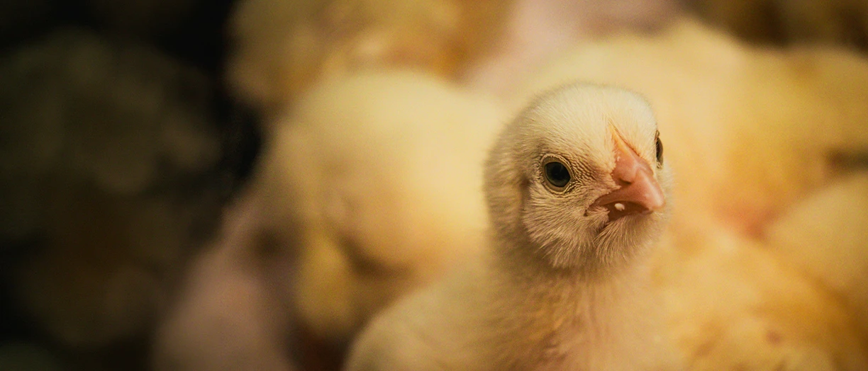 chicken in the farm