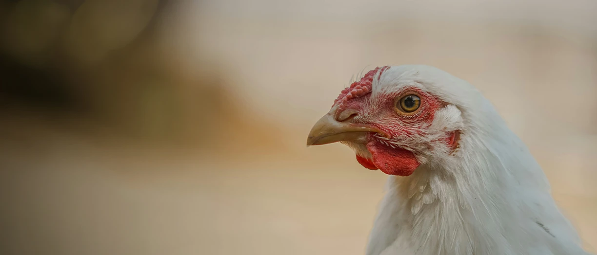 chicken close up