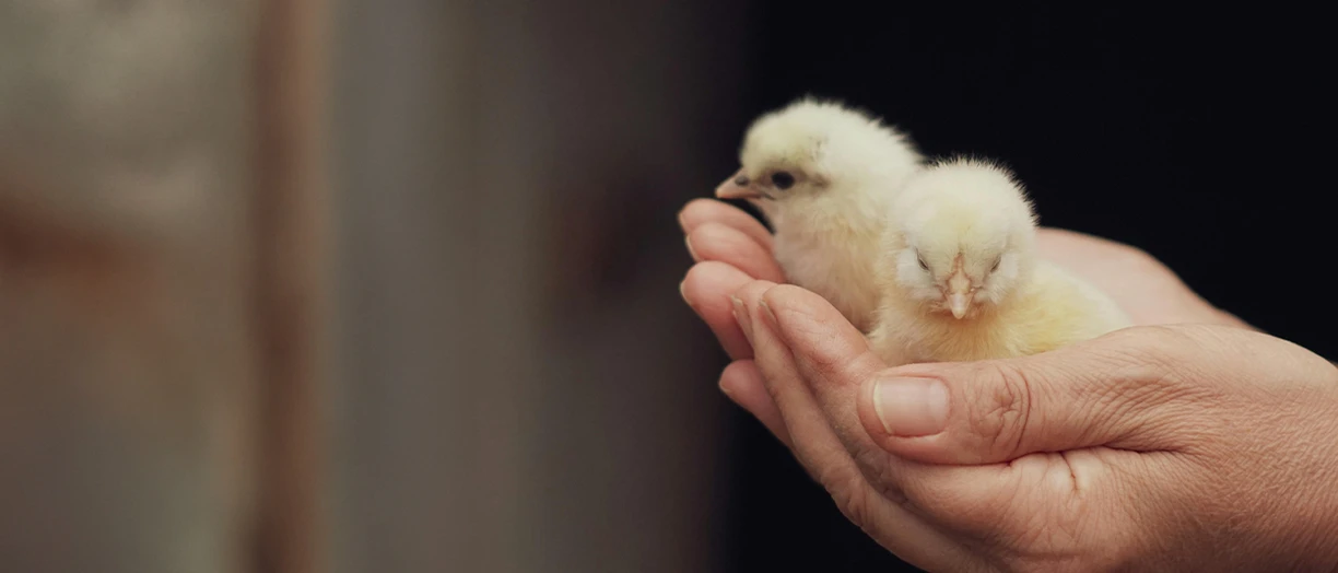hands holding chickens
