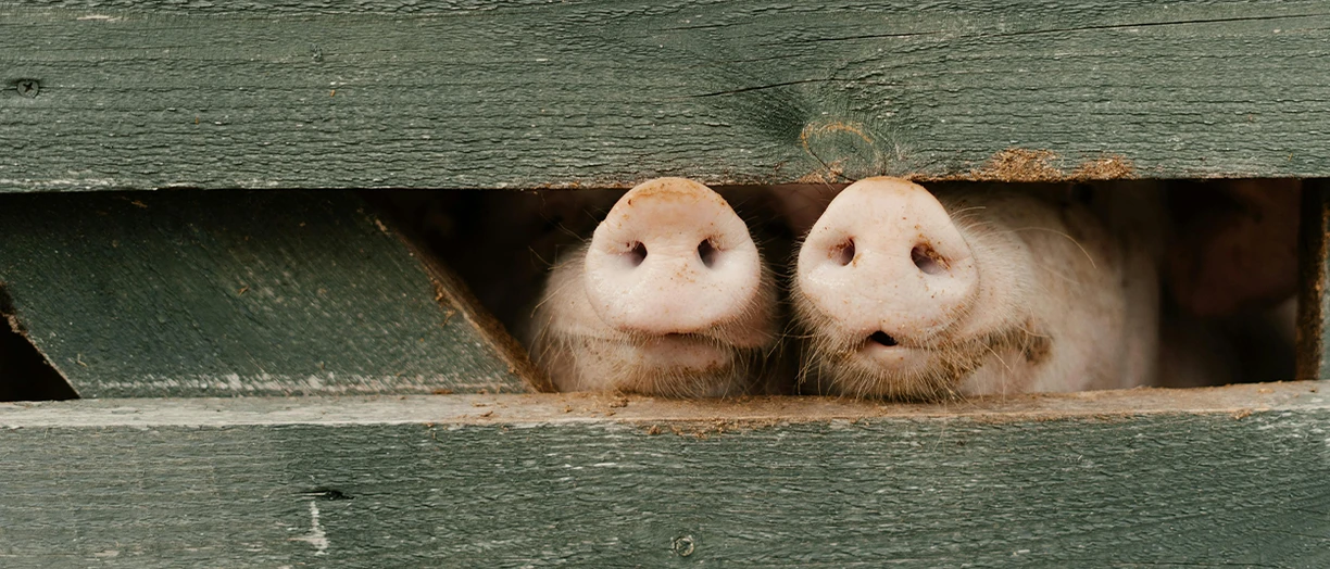 pig noses showing out from the fence