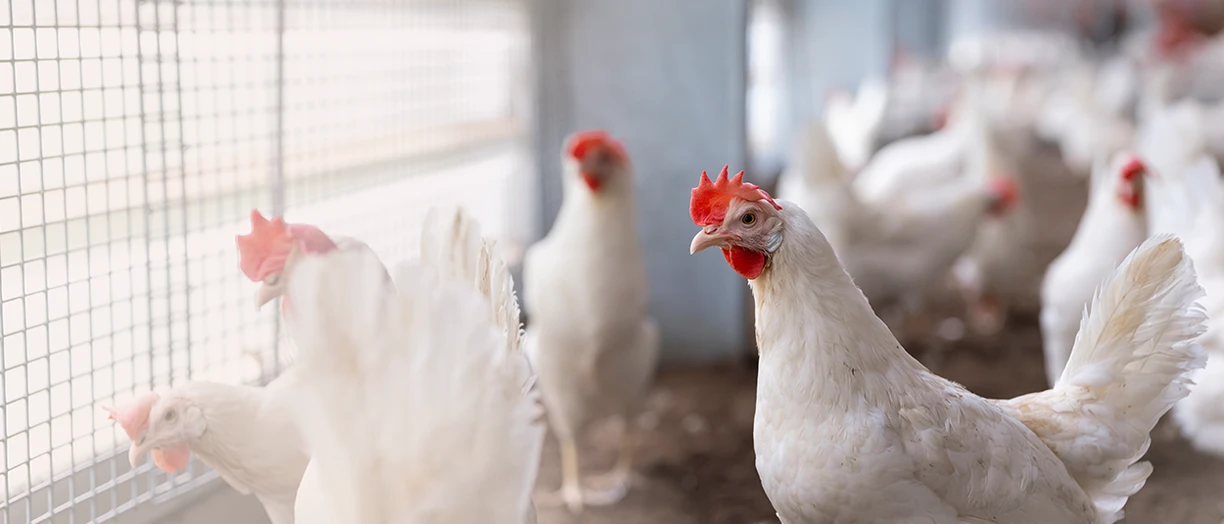 chicken in the farm