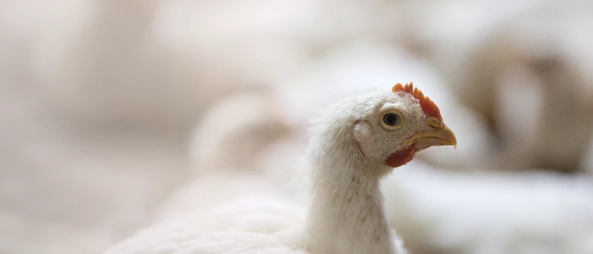 chicken in the farm