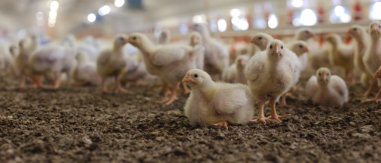 chickens in the farm