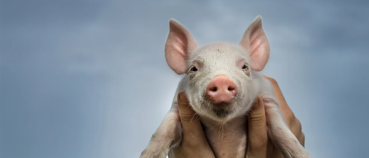 hands holding a piglet