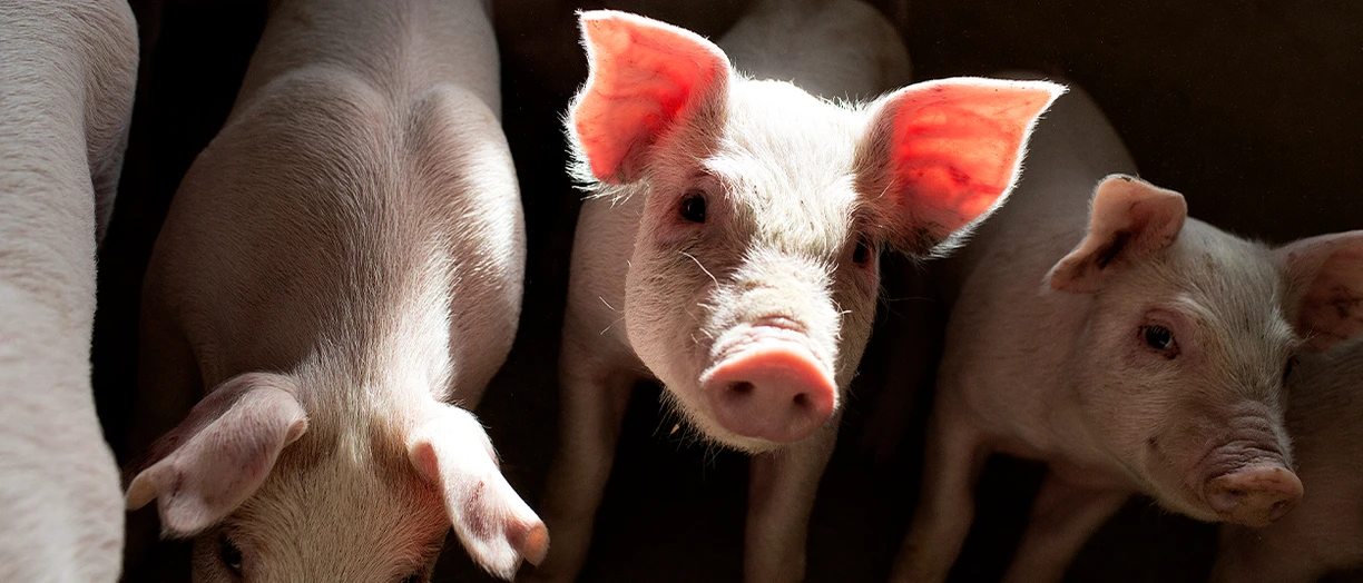 pigs in the farm