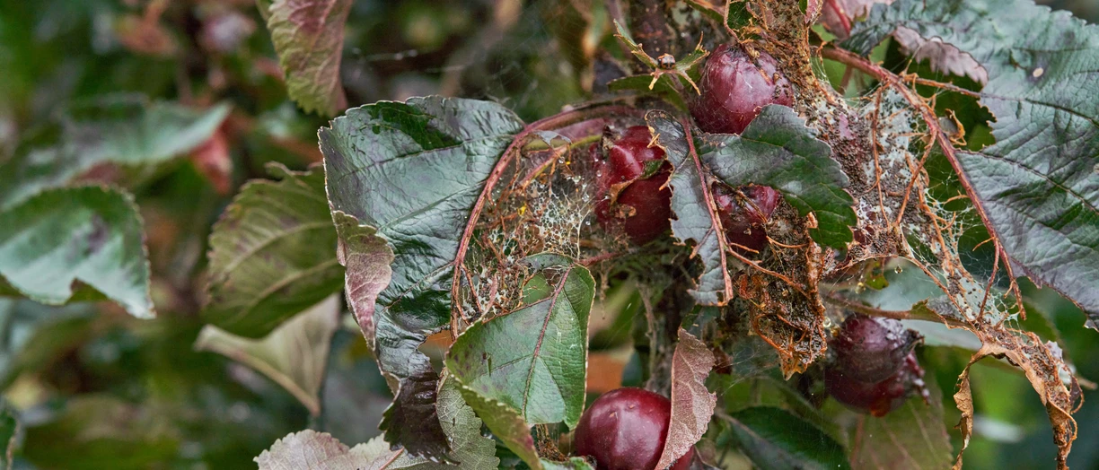 Closeup tree with leaves and fruits  