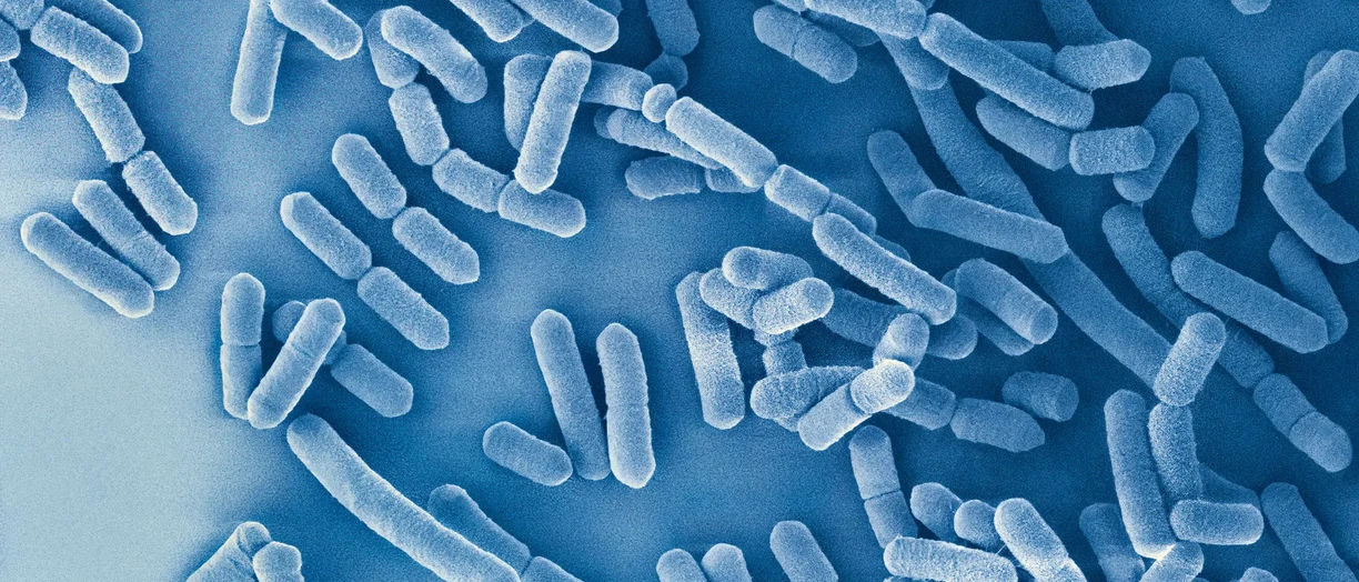 Microbes