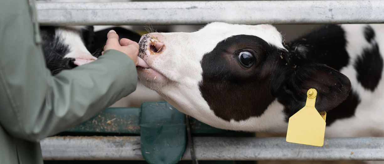 Cows feeding