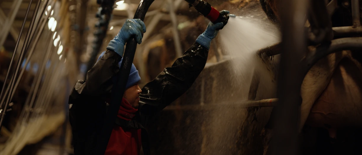 dairy farm cleaning