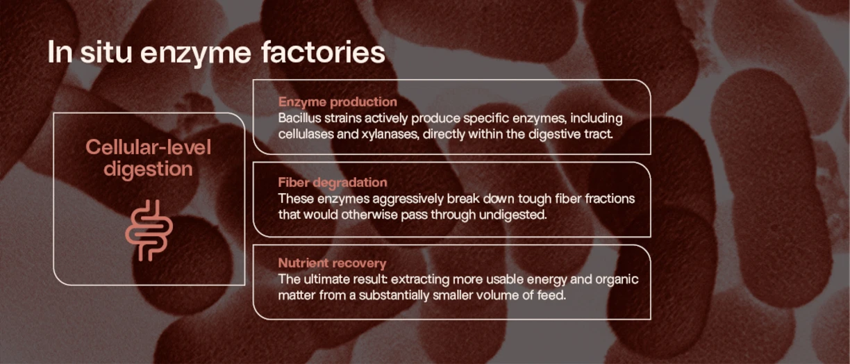 In situ enzymes factories